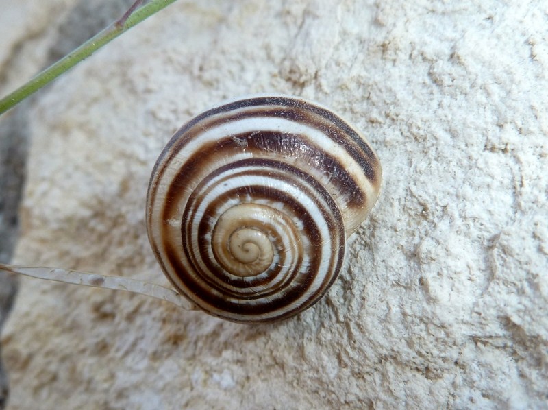 Tre chiocciole siciliane - Eobania vermiculata, Helicidae